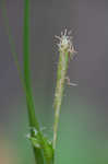 Eastern woodland sedge